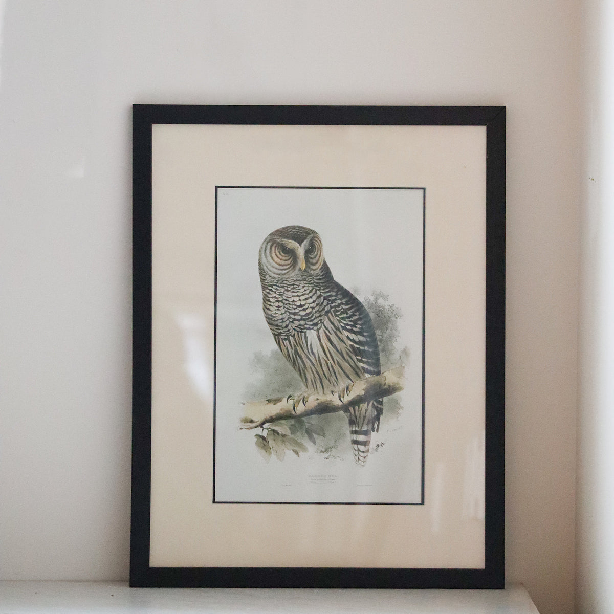 Antique Owl Lithograph