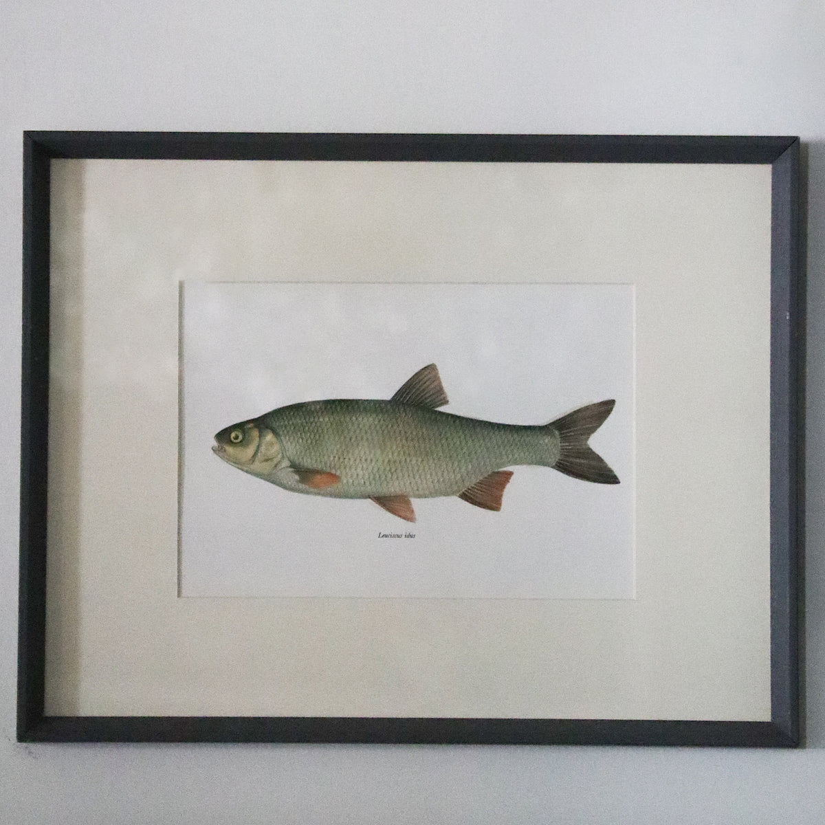 Antique Leucicus Idus Fish Lithograph