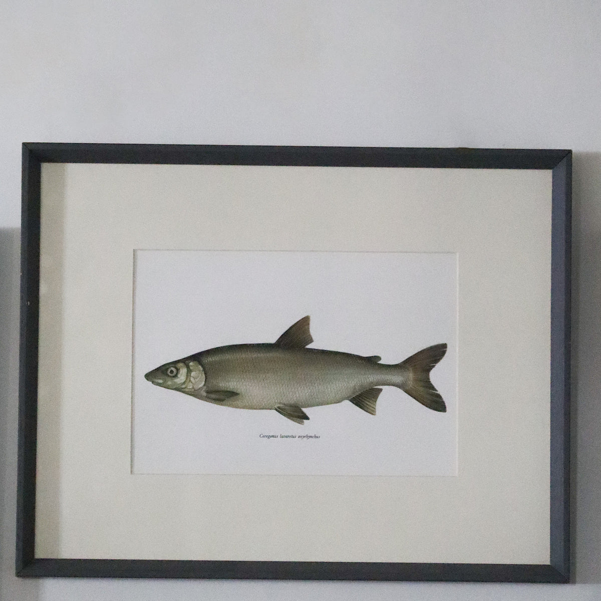 Antique Coregomus Lavaretus Oxyhynchus Fish Lithograph