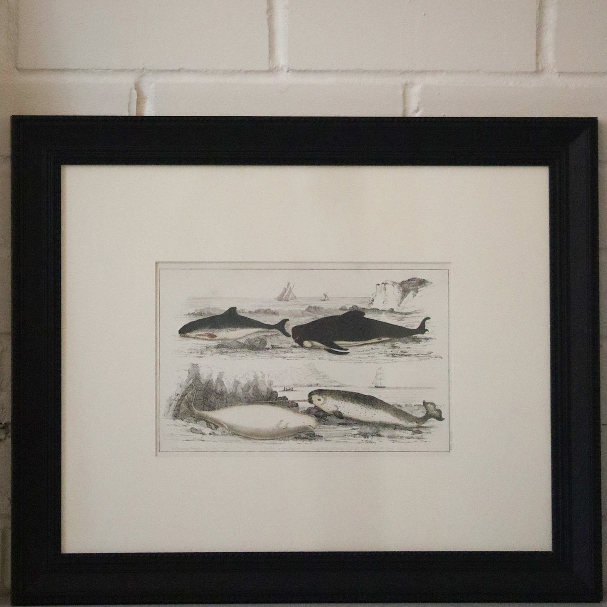 Antique Porpoises Lithograph