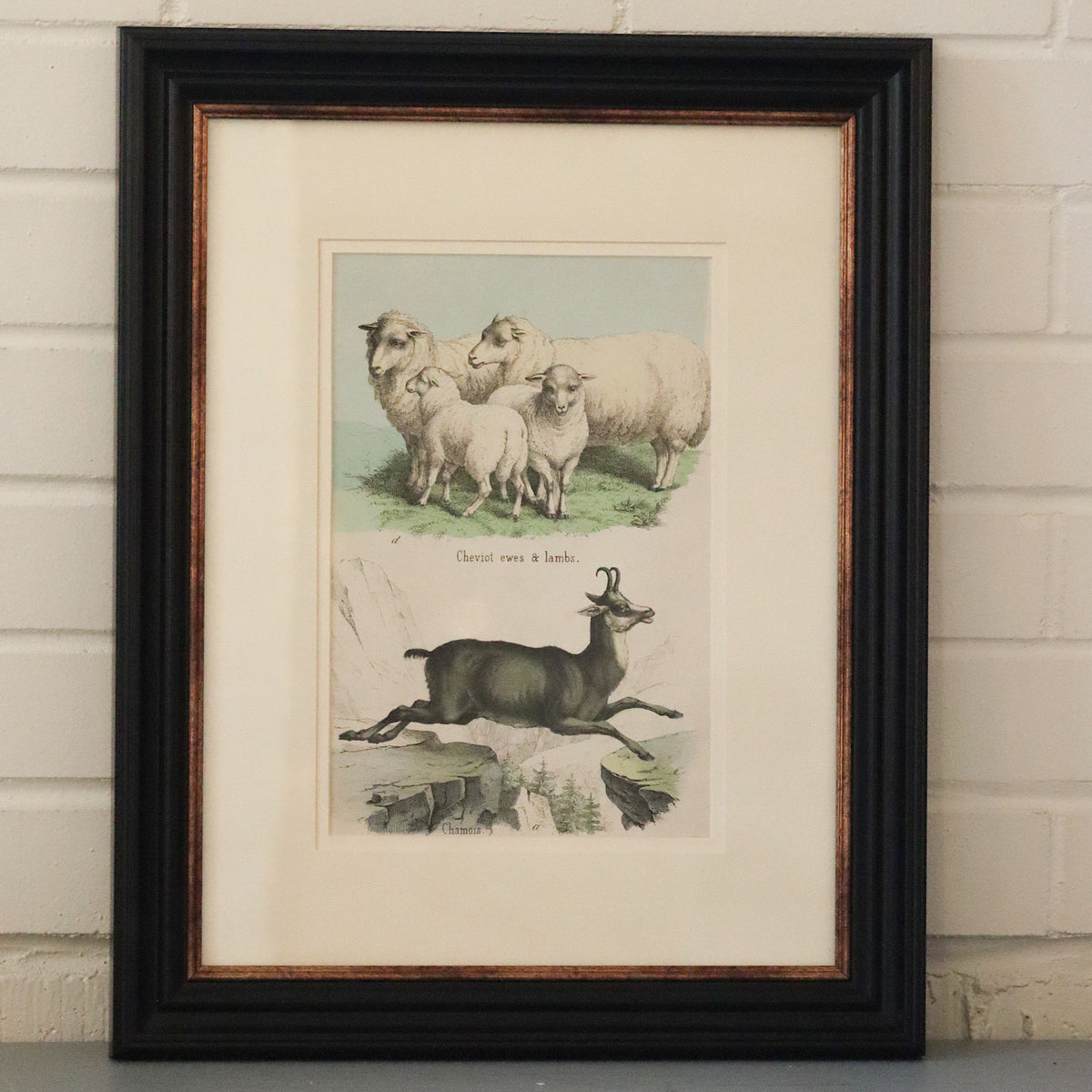 Antique Lithograph, Lamb &amp; Ewe