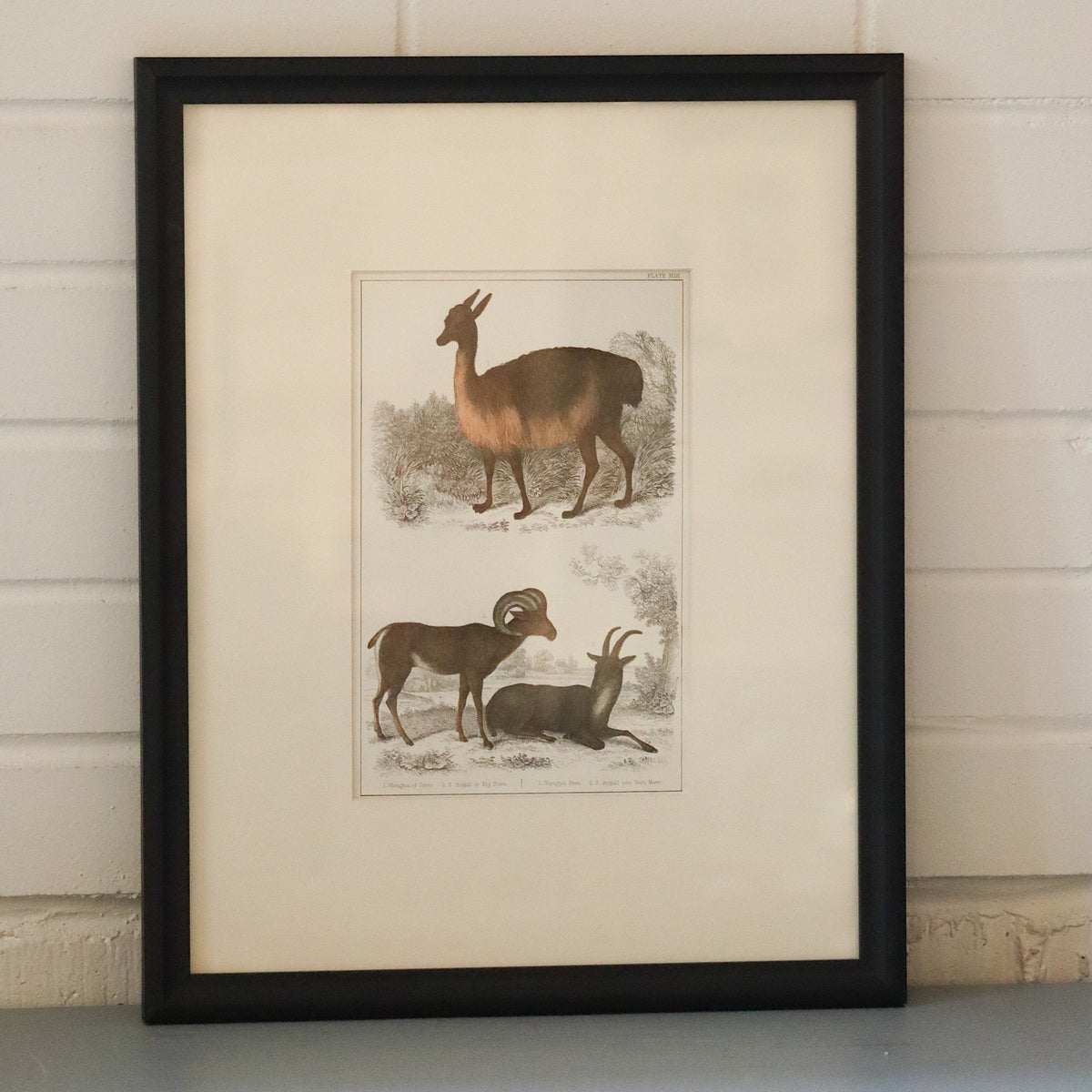 Antique Lithograph, Vicuna &amp; Big Horn