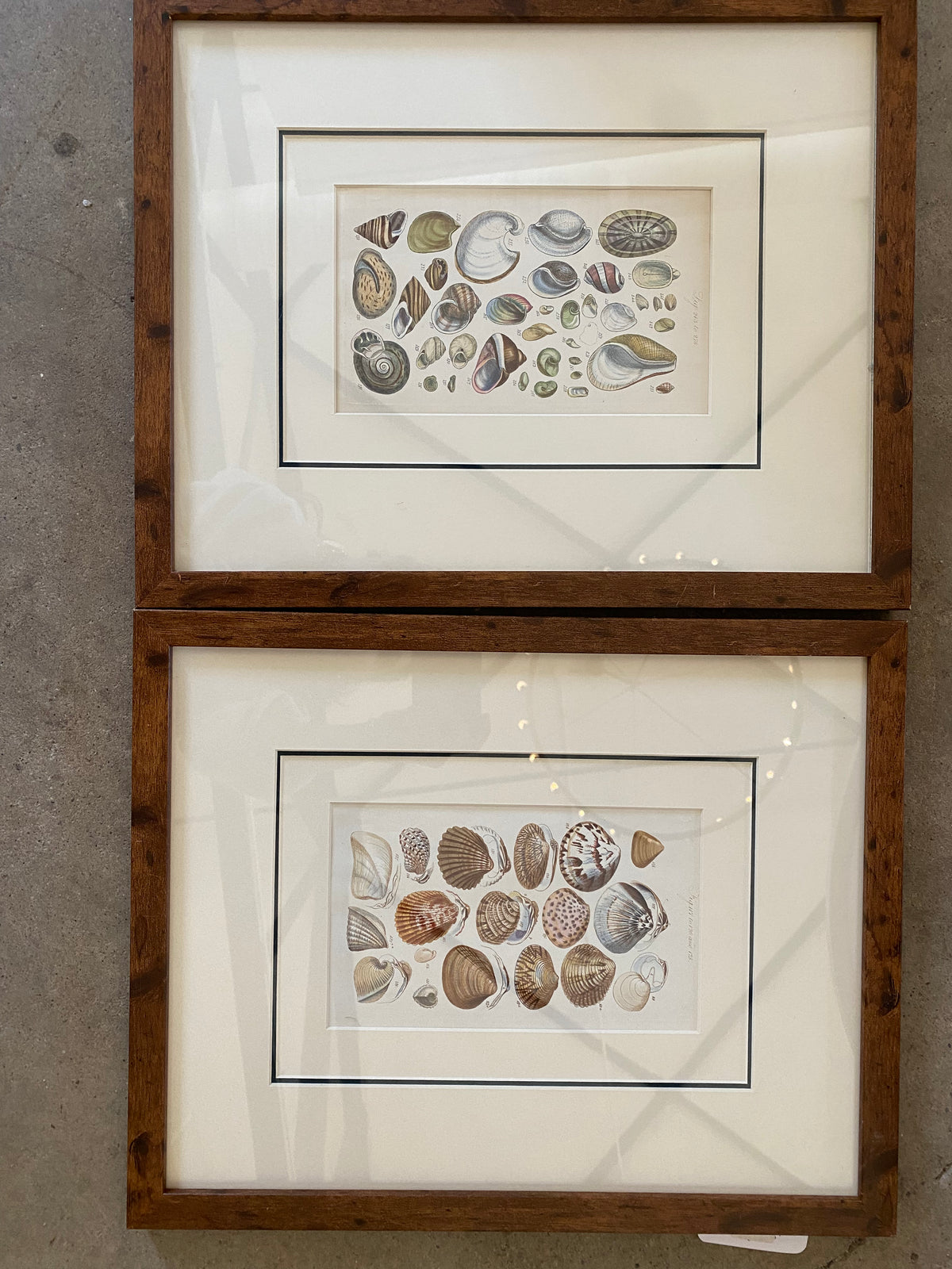Antique Lithograph, Seashells, Pair