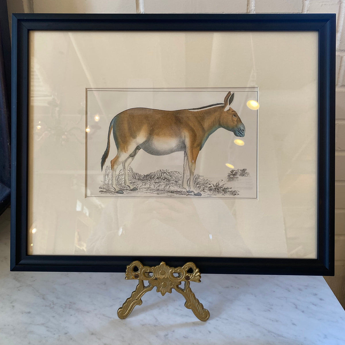 Antique Lithograph, Donkey