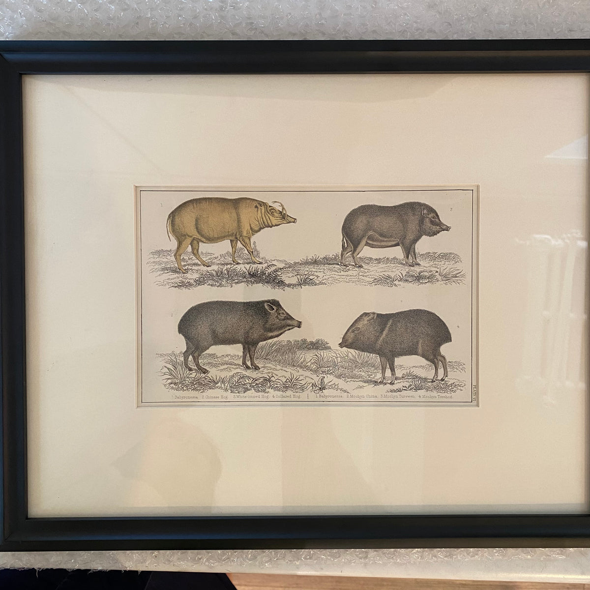 Antique Hogs Lithograph