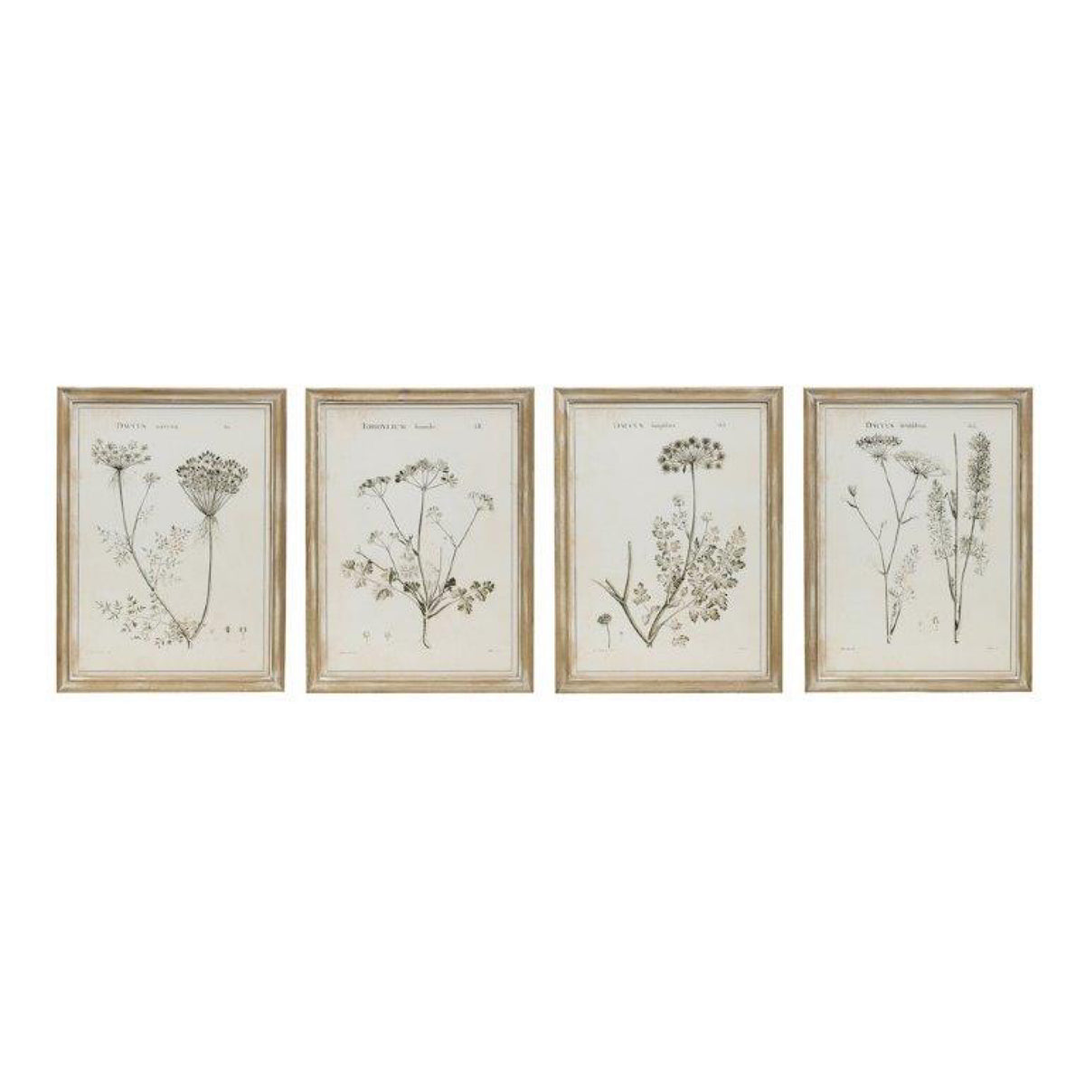 Botanical Prints with Wood Frames