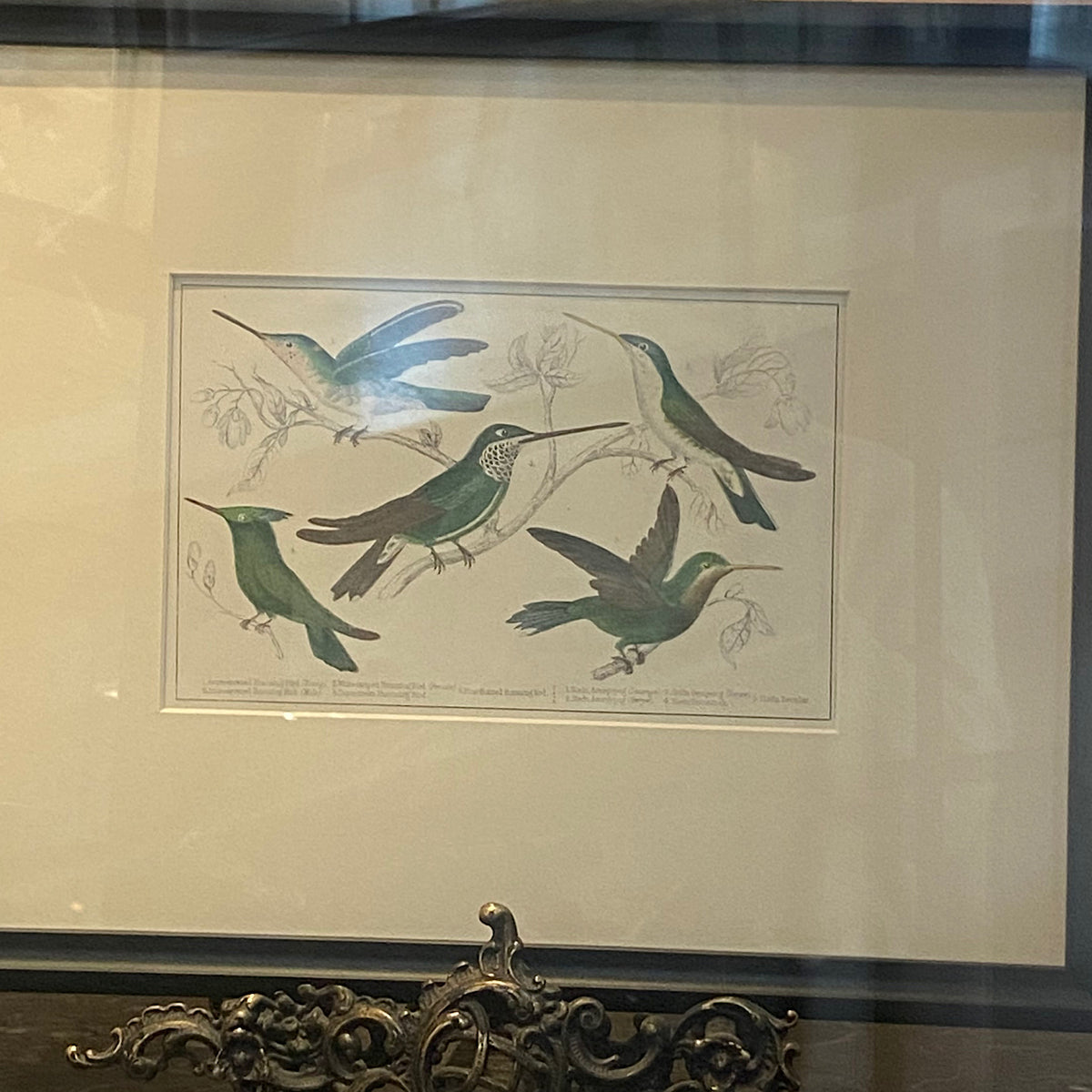 Antique Hummingbird Lithograph