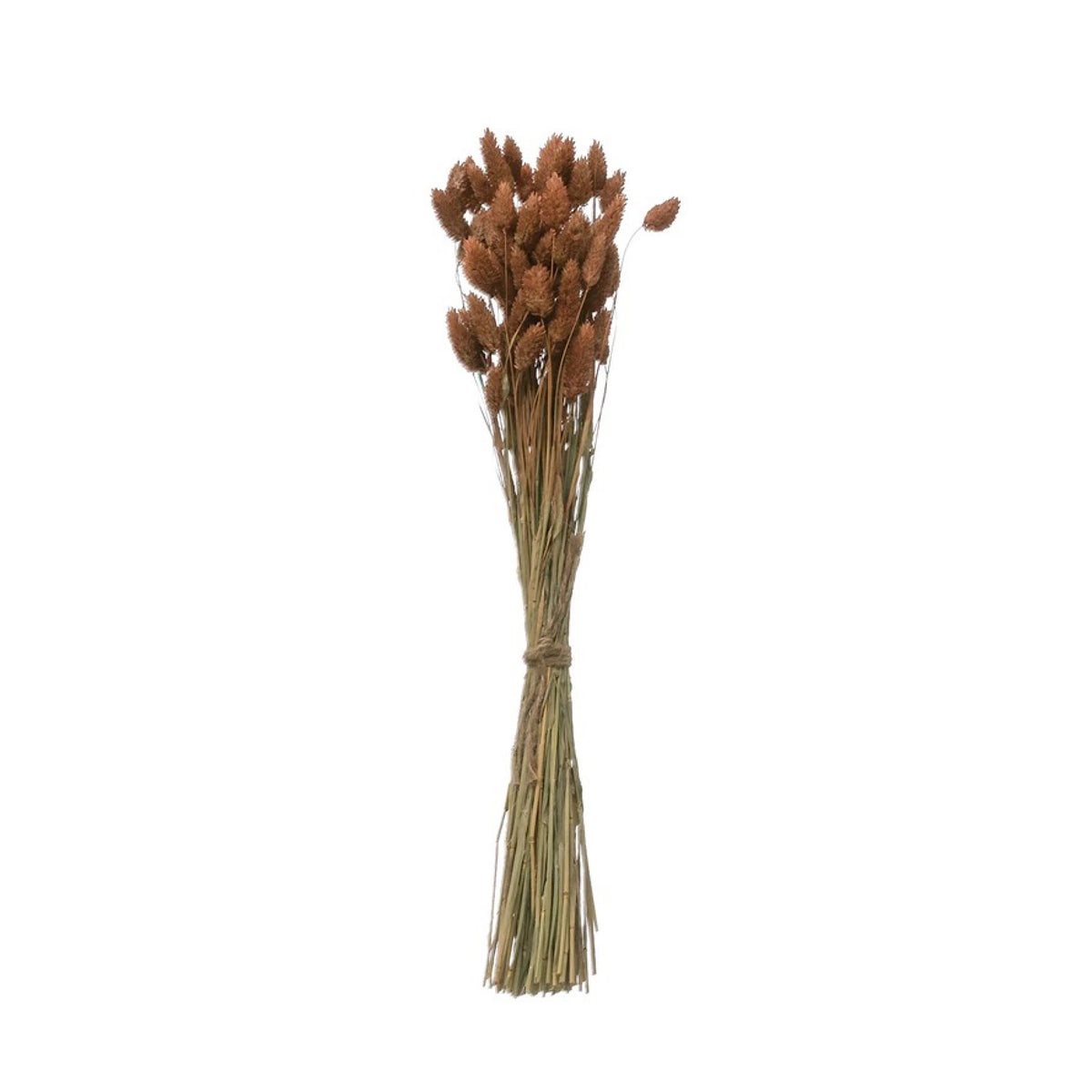 Dried Natural Canary Grass Bunch, Sienna