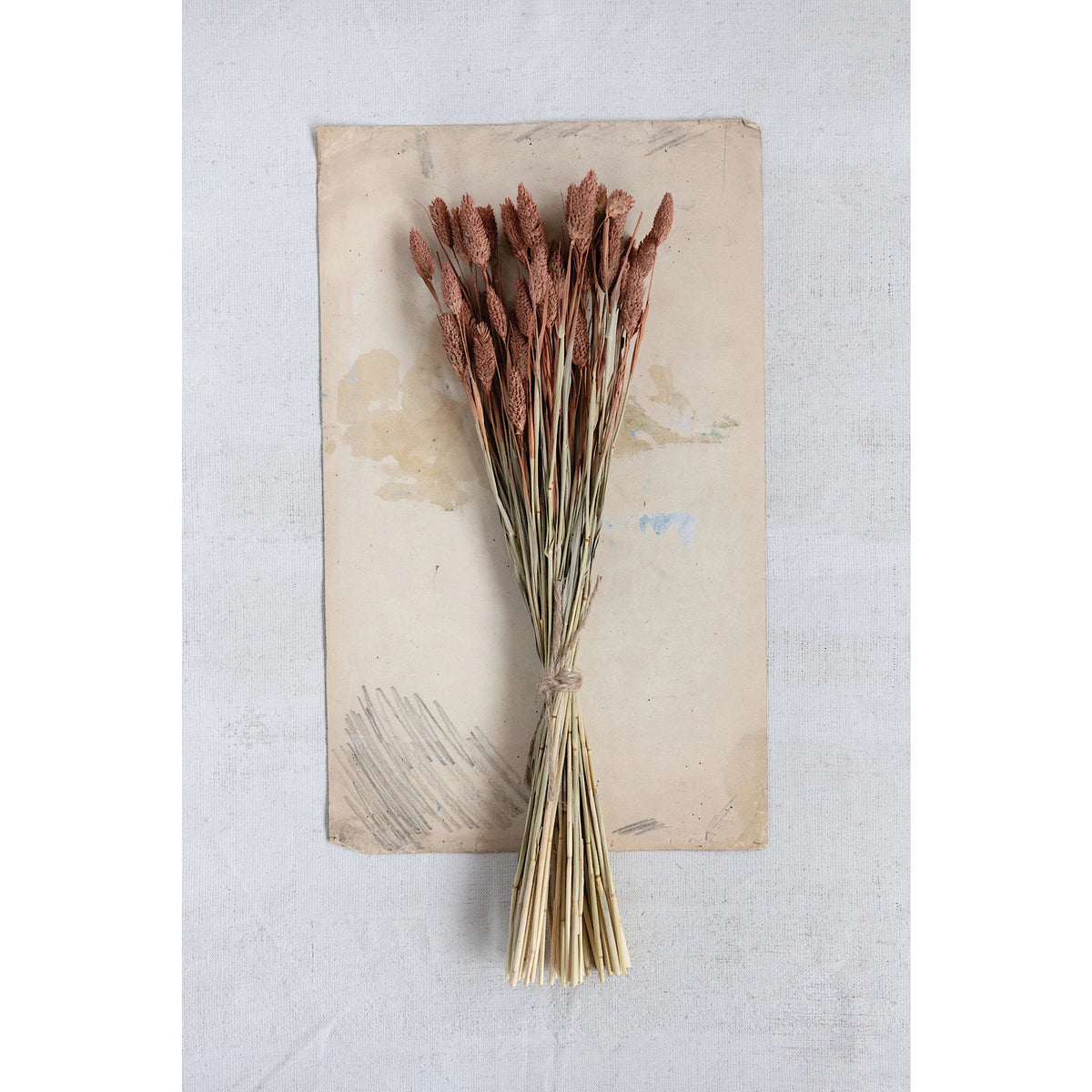 Dried Natural Canary Grass Bunch, Sienna